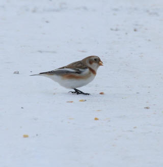 Snow Bunting