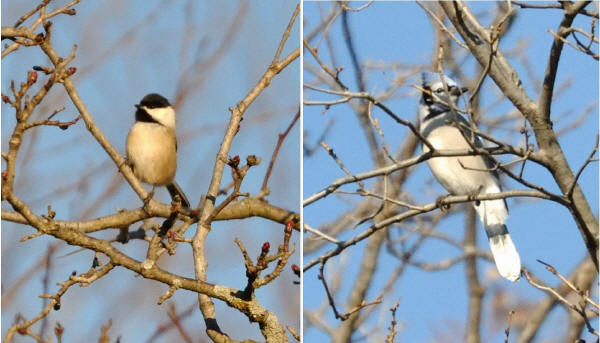 Black-capped Chickadee and Blue Jay