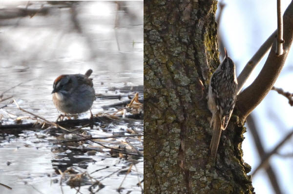Brown Creeper and Swamp Sparrow