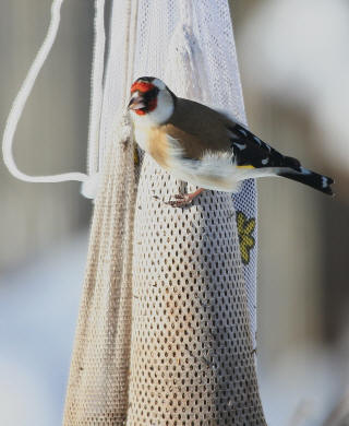 European Goldfinch