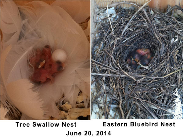 Tree Swallow and Eastern Bluebird nests