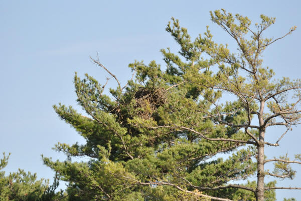 New Mooseheart eagle nest