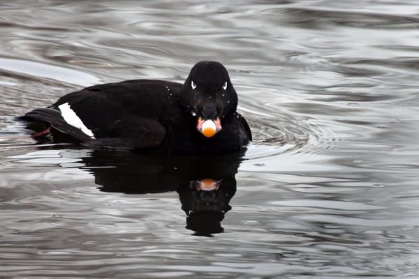 White-winged Scoter