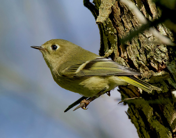 Latest Kane County bird sightings