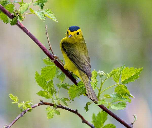 Latest Kane County bird sightings