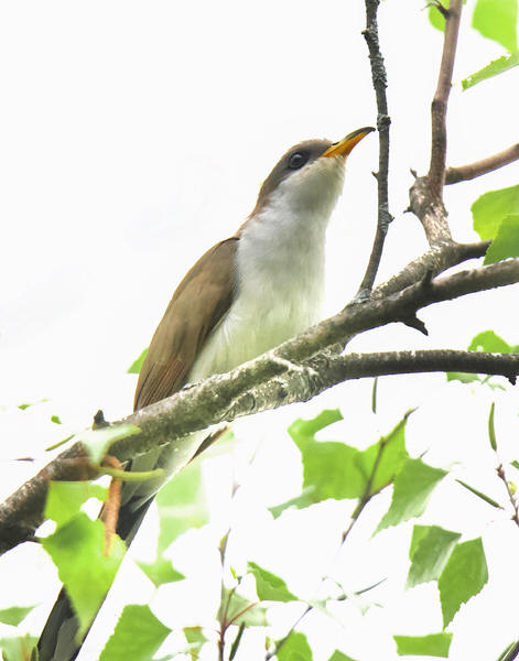 Latest Kane County bird sightings